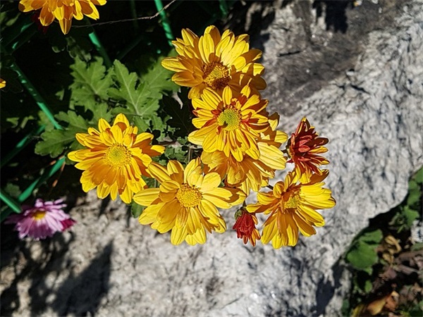 生日卡片祝福语英文