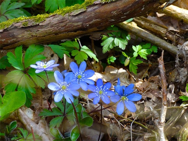 王者荣耀好听游戏名字大全