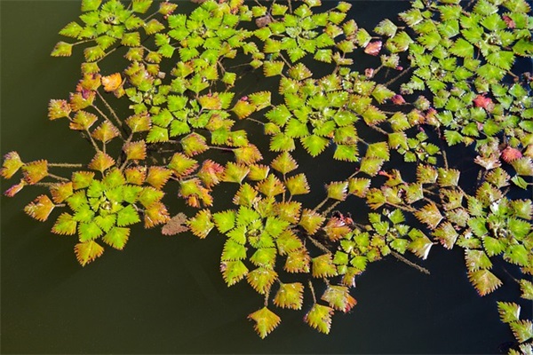 王者荣耀战队五黑网名超拽大全