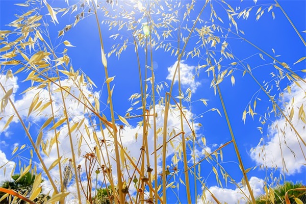 中元节祝福语简短
