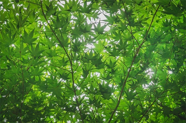 母亲生日贺卡祝福语