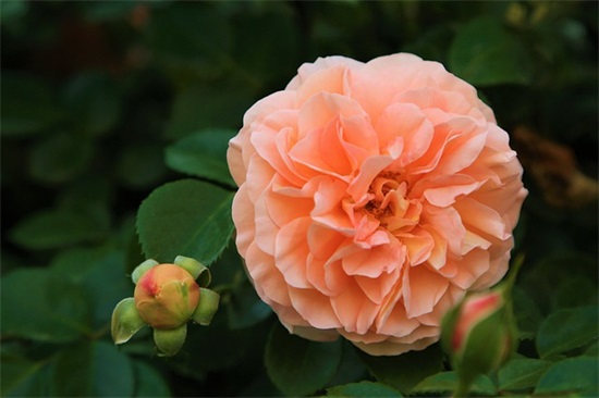 我爱你胜过爱自己句子