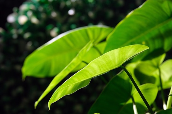 描写心情舒畅句子大全