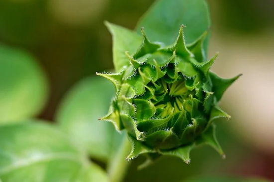 形容美人如花的词语与句子