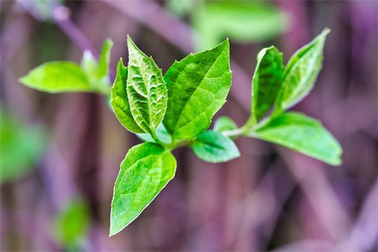 结婚周年祝福语给老公 结婚40周年祝福语简短