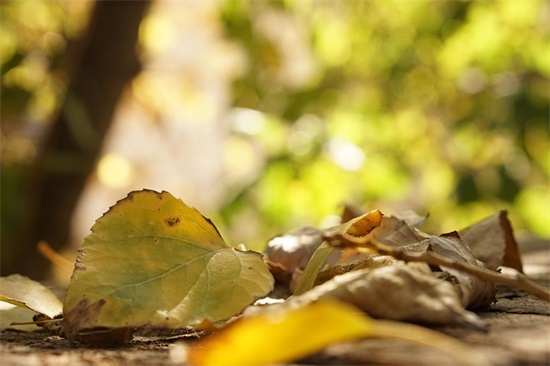女神节快乐 给女神祝福语 简短独特