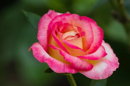 动人心弦的爱情句子