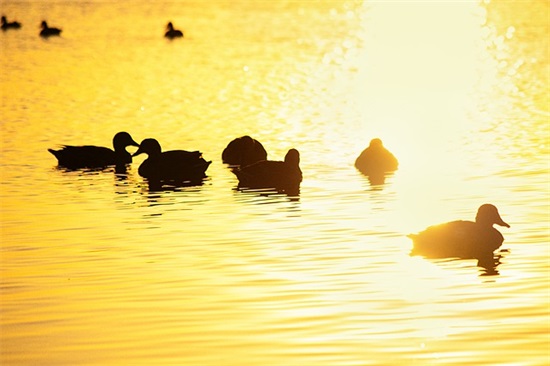 描述成熟男人的句子24句