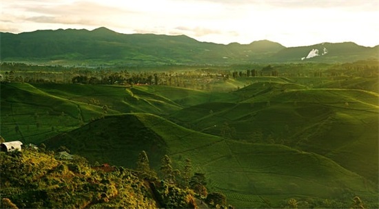 关于婚姻幸福的句子