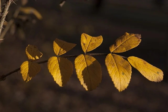 好听的句子 温柔干净的句子
