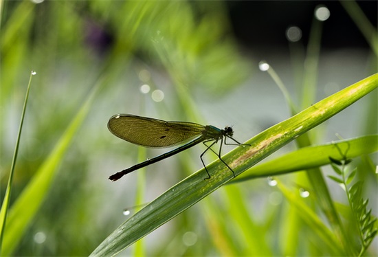 形容乡村宁静的句子 描写农村风光优美句子