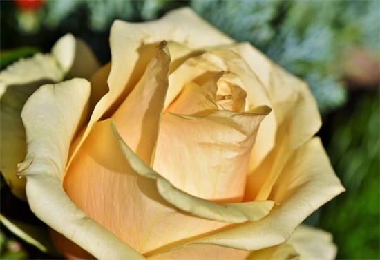 缘分已尽的句子 形容缘分已尽的句子