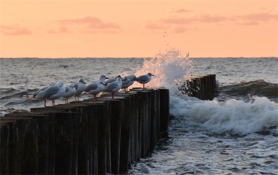 赞美酒的句子大全 赞美酒的句子广告语