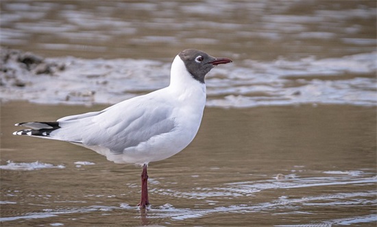 生日微信祝福语 58岁生日微信祝福语