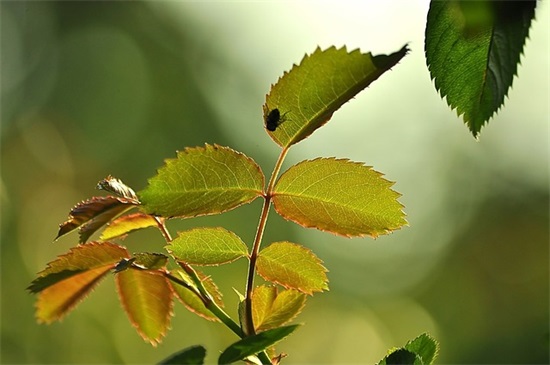 宝宝三周岁生日祝福语 男宝宝3周岁生日祝福语