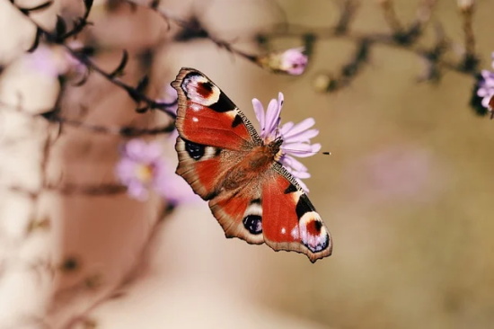 喜得千金简短祝福一句话概括(怎样恭祝喜得千金简短)