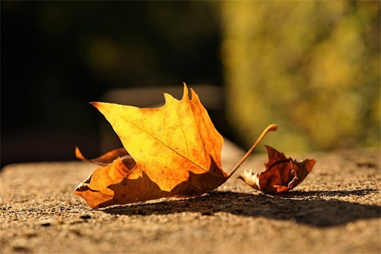 思念抒情伤感的句子 思念悲伤的句子