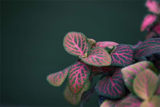腊八节的经典祝福句子