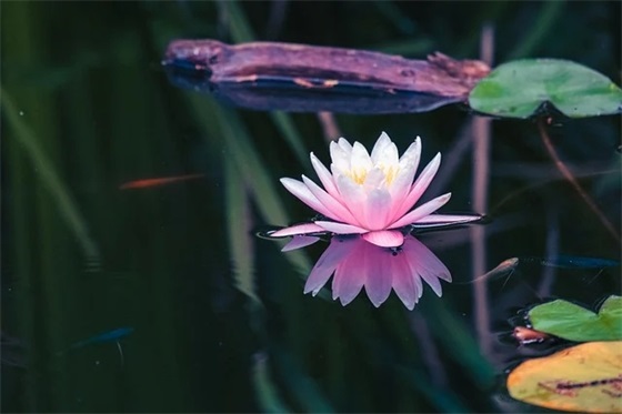 暗含表白的句子81句
